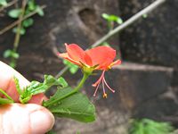 Hibiscus praeteritus calyx-t.JPG